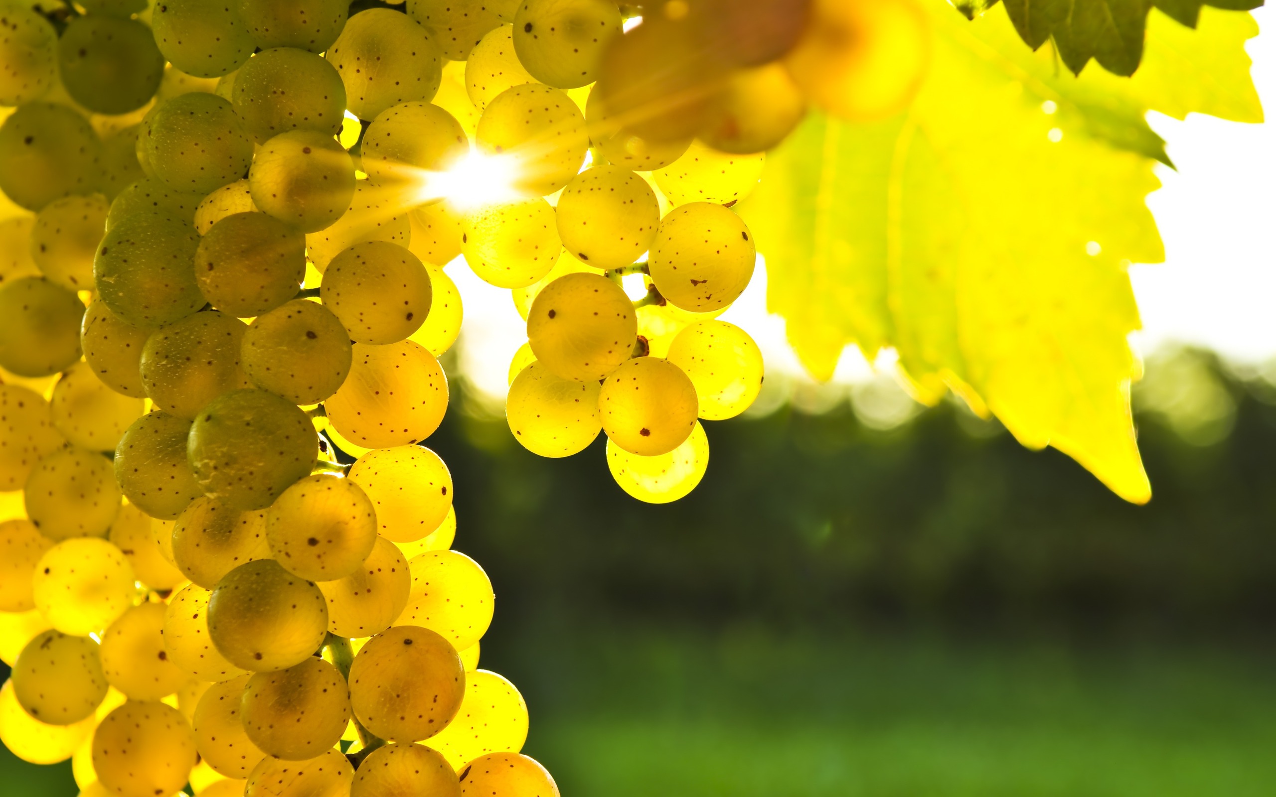 68707073-grapes-wallpapers