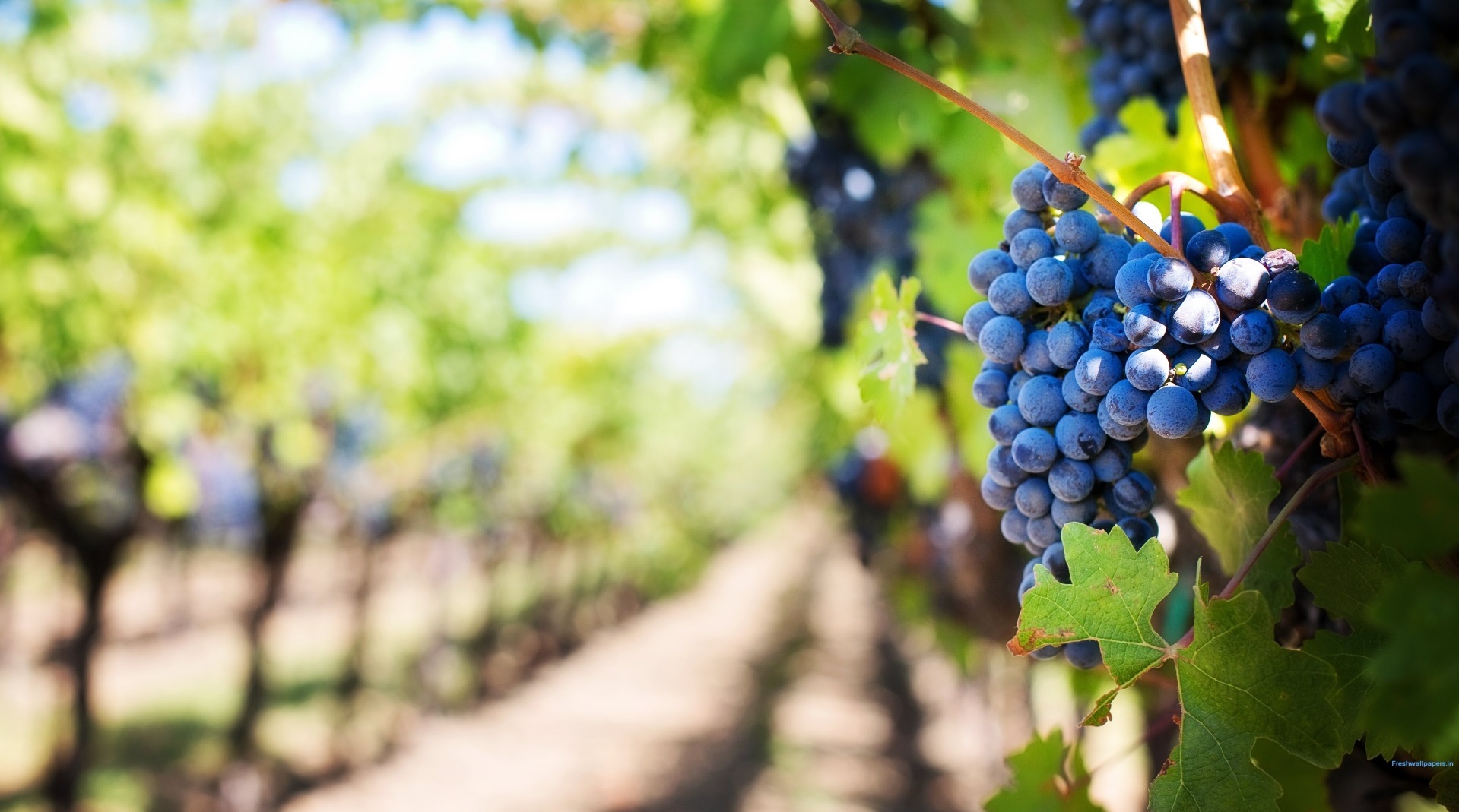 ripe_grapes_in_vineyard-1920x1200